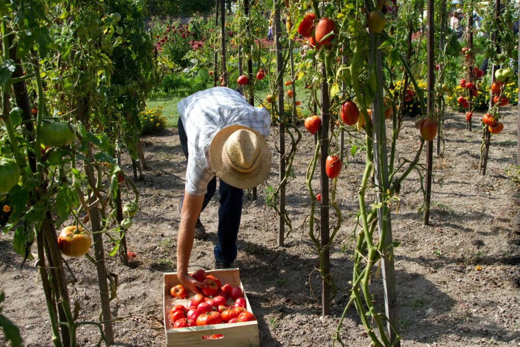 man harvesting fruits