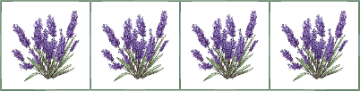 Lavender