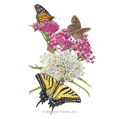 Irresistible Blend Milkweed/Butterfly Flower Seeds