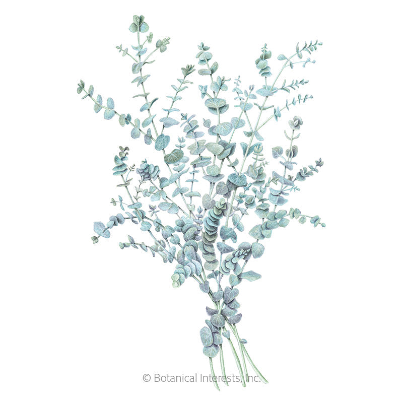 Baby Blue Eucalyptus Seeds