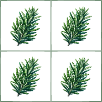 Rosemary