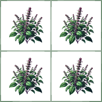 Holy Basil