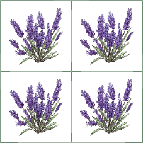 Lavender